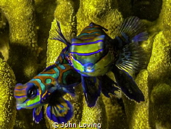Mandarin fish dive in Yap by John Loving 